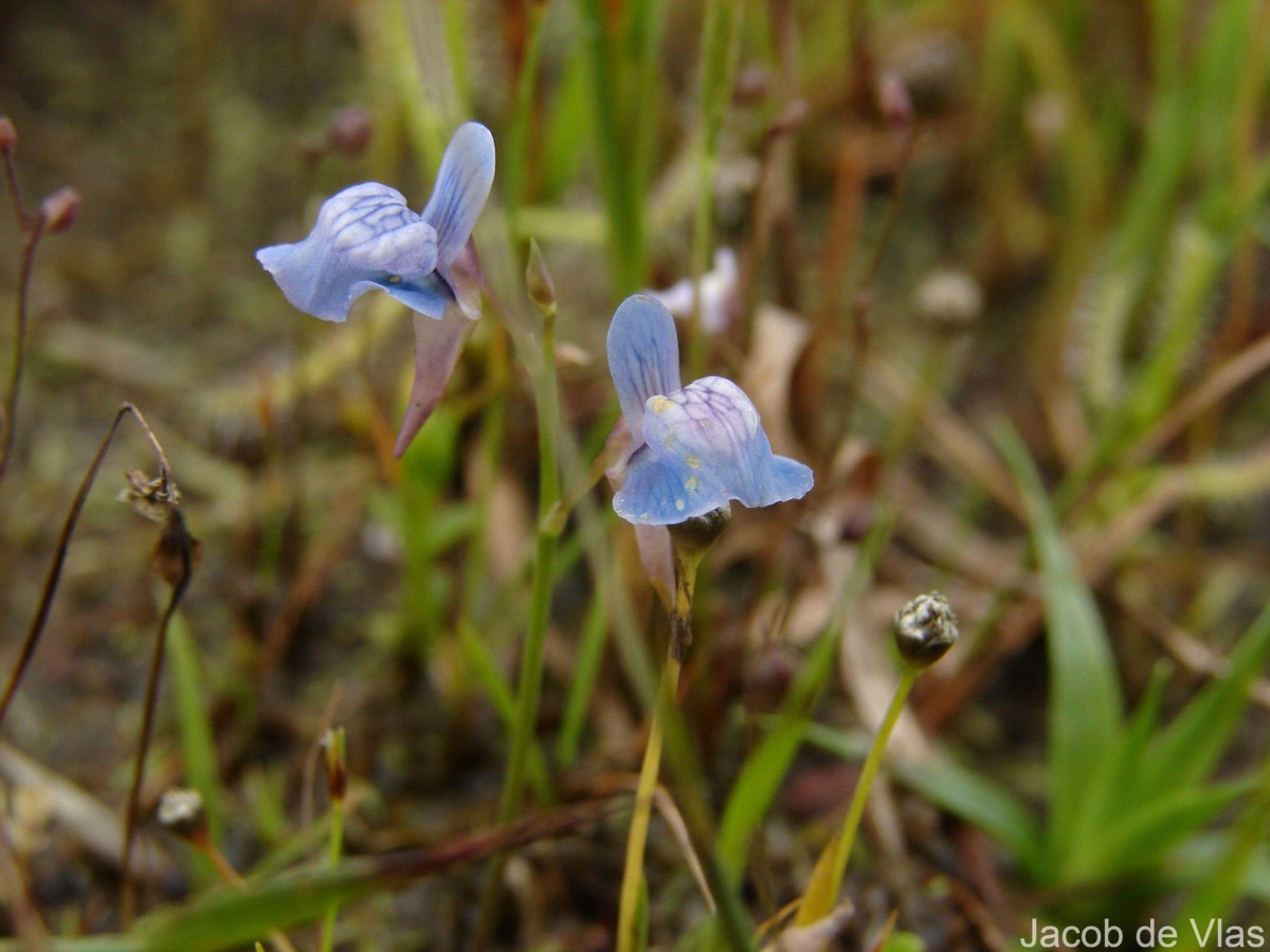 Utricularia graminifolia Vahl